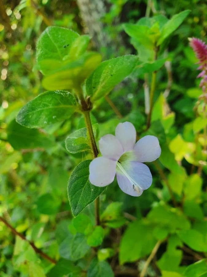 Barleria 4