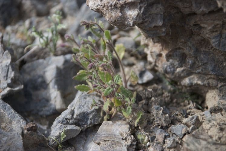 Phacelia 3