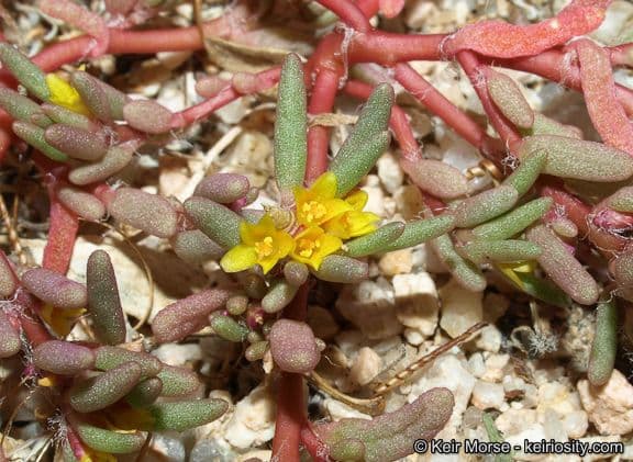 Portulaca 3