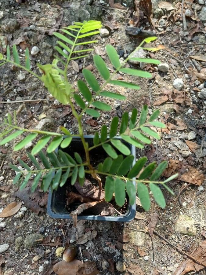 Machaerium spinoso 11