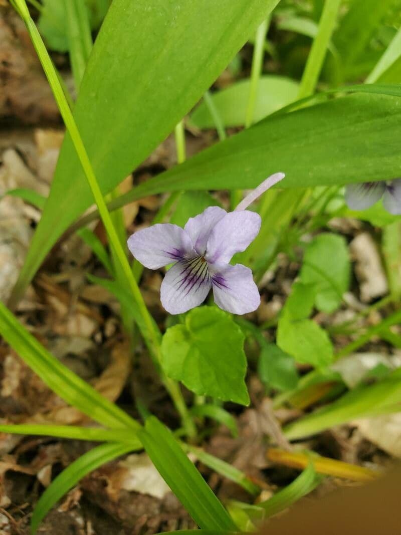 Viola speronata 3