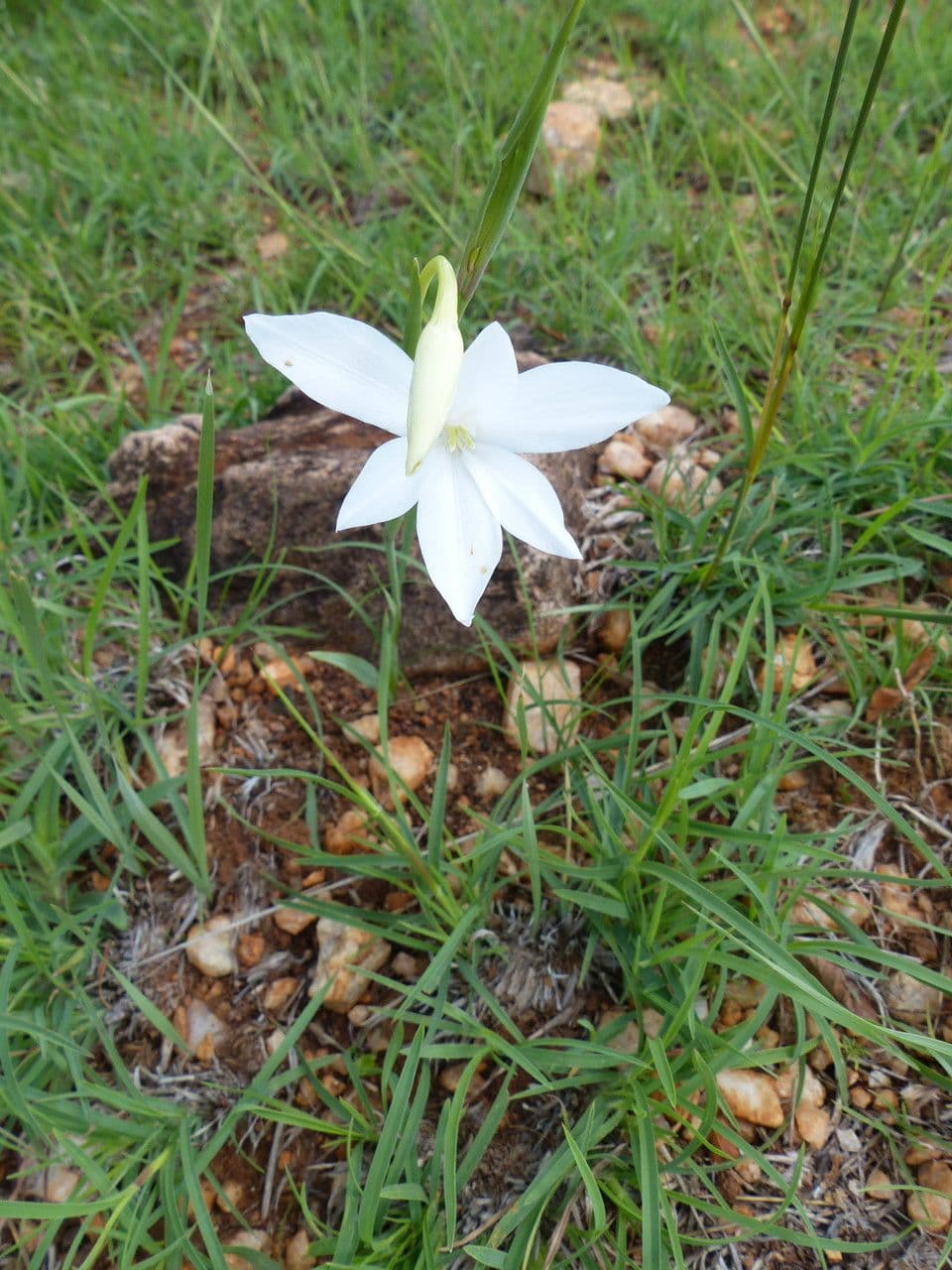 Gladiole 9