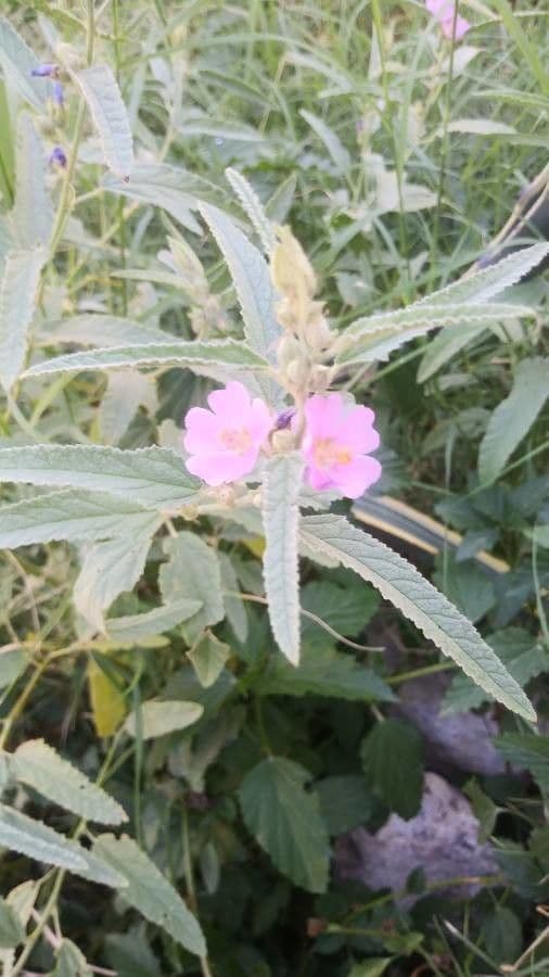 Sferalcea 5