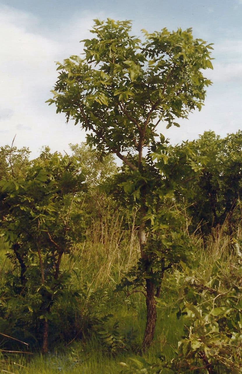 Pseudocedrela 4