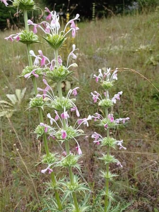 Campanula persiana 6