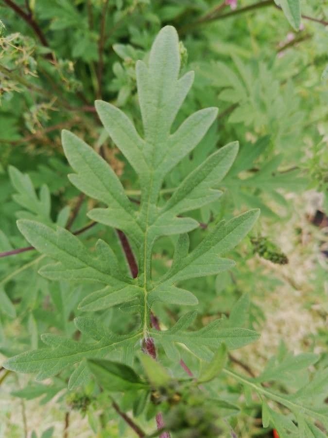 Ambrózia palinolistá 18