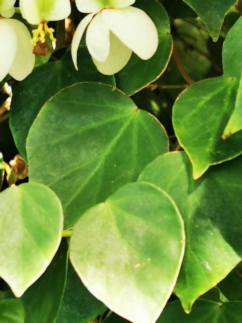 Begonia 7