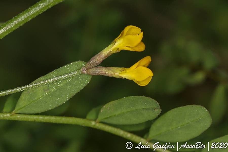 Ornithopus pinnatus 8
