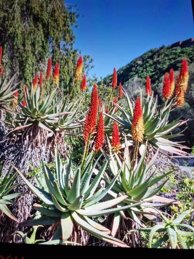 Aloe