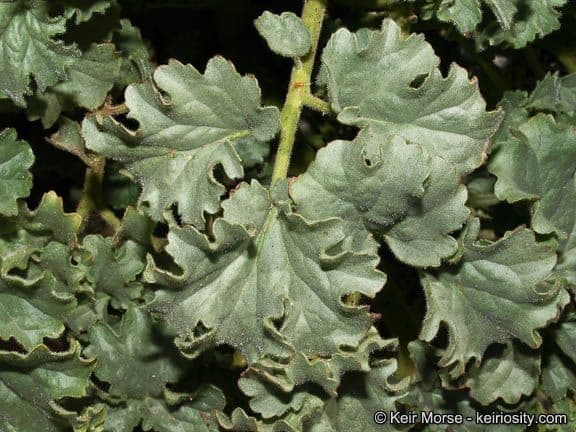 Facelia pedicellata 15
