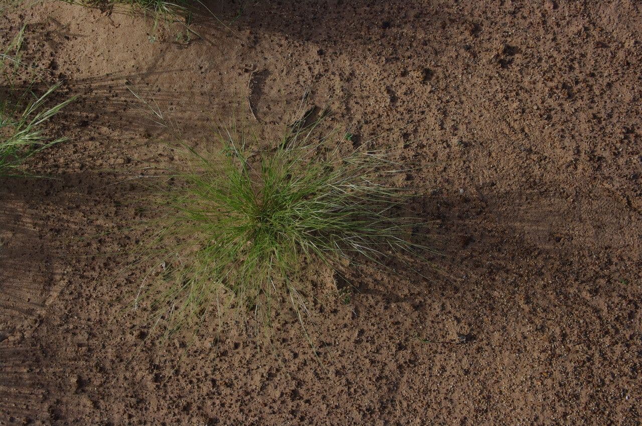 Aristida 3