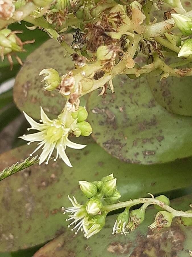  Aeonium canariense 3