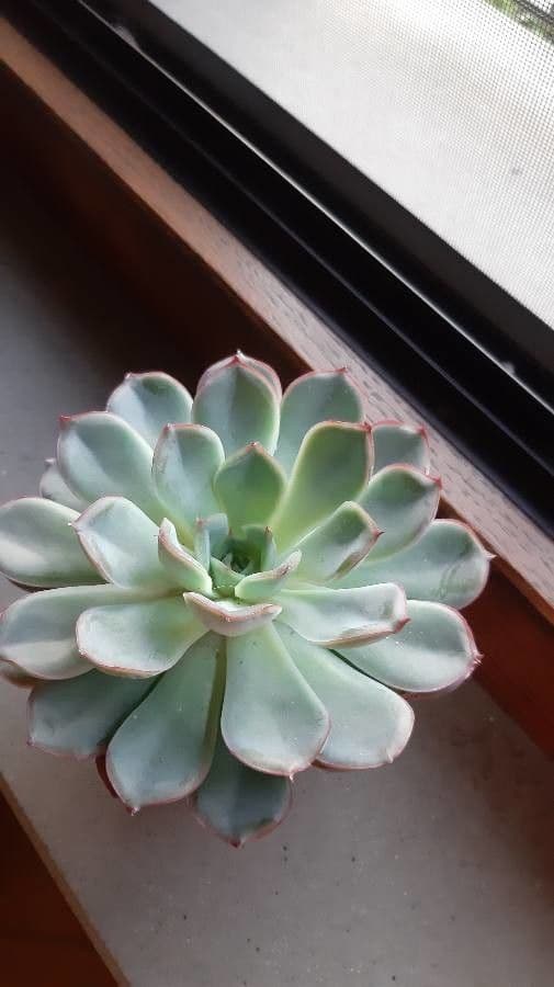 Echeveria 13