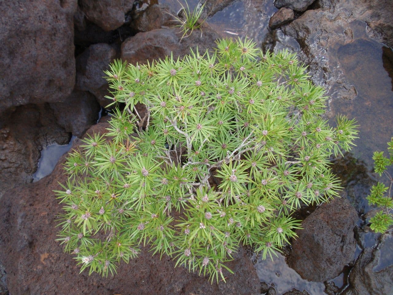 Melaleuca 8