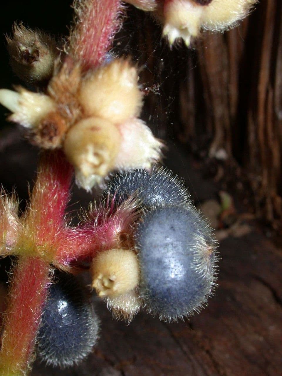 Miconia 2