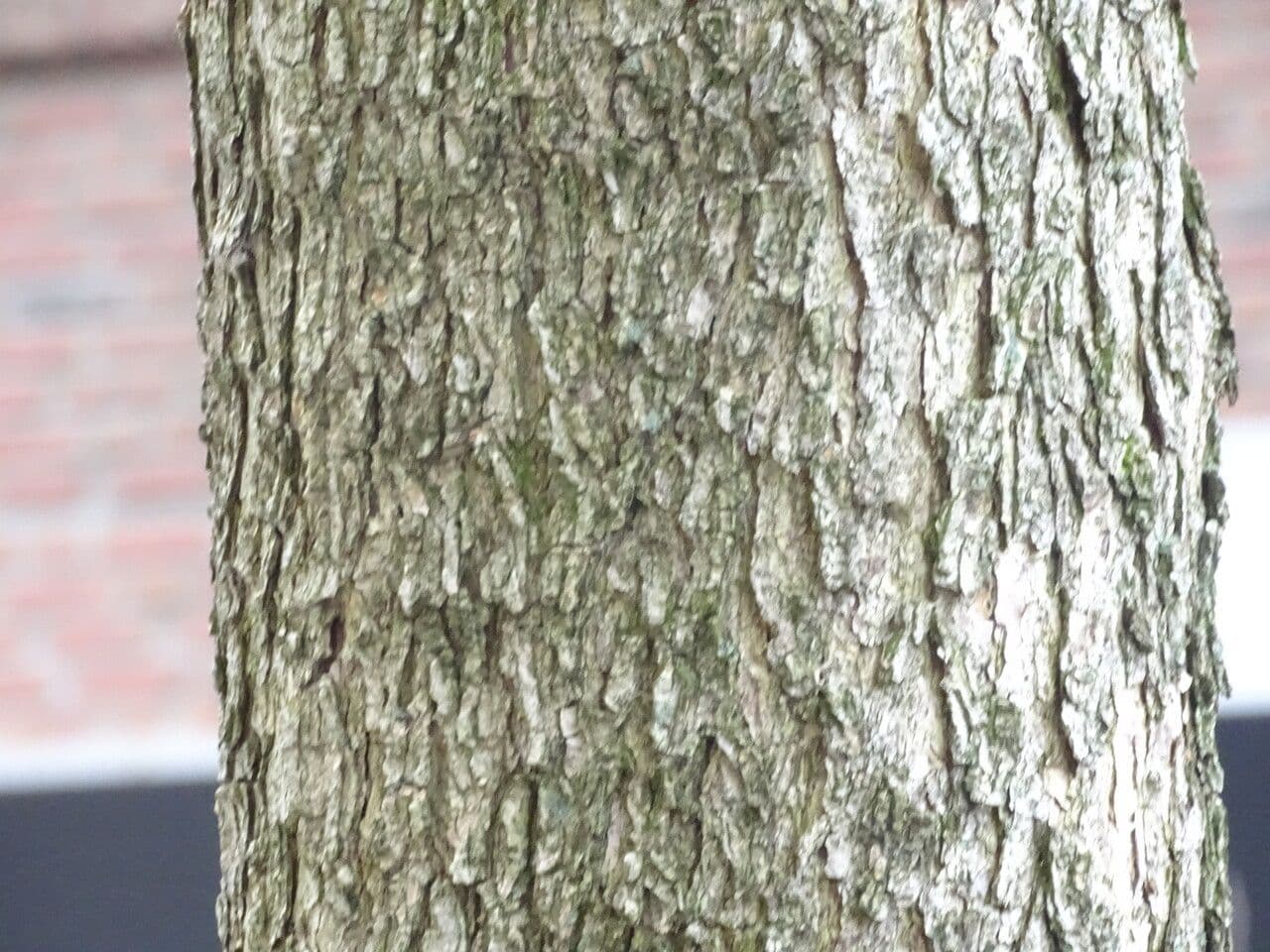 Baumhasel 21