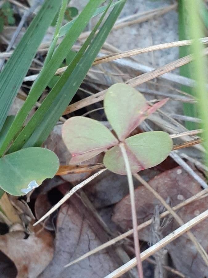 Acetosa viola 19