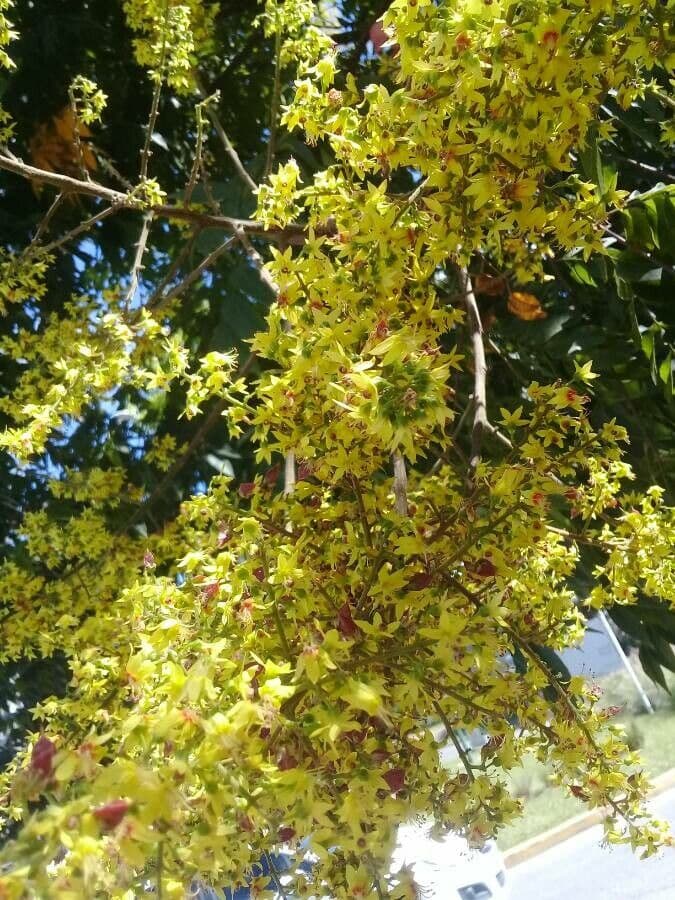 Chinesischer Lackbaum 7