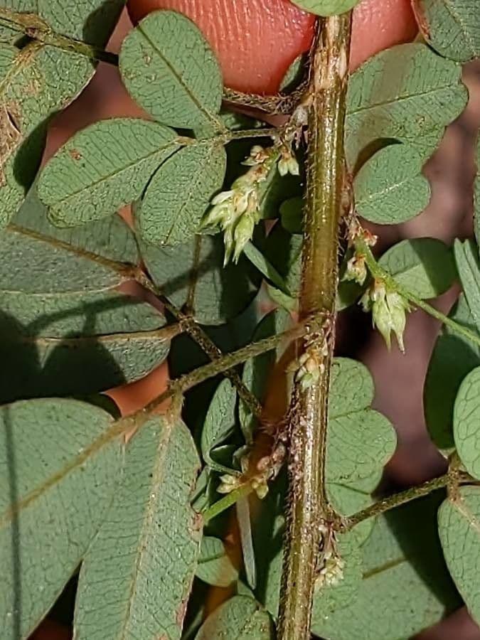Lespedeza bicolore 21
