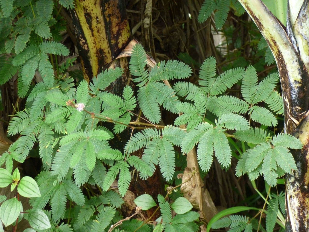 Mimosa pudica 14