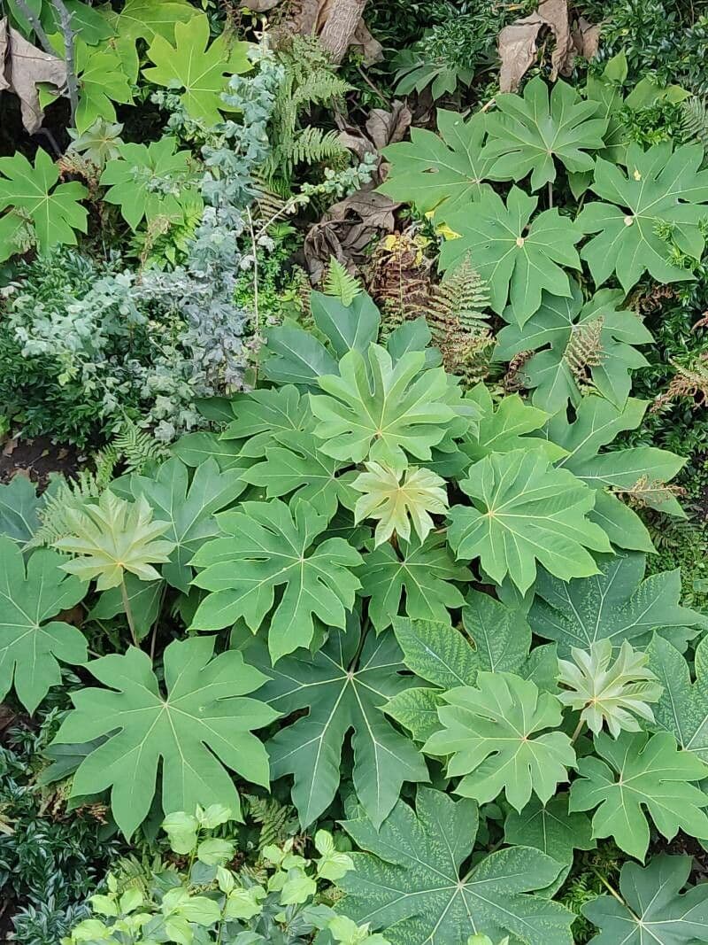 Tetrapanax papyrový 19