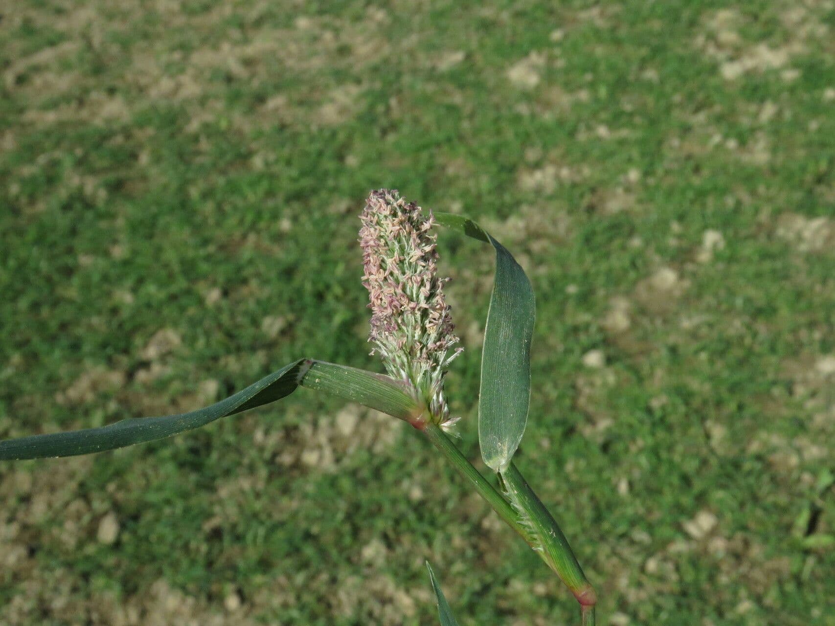Crypsis schoenoides 16
