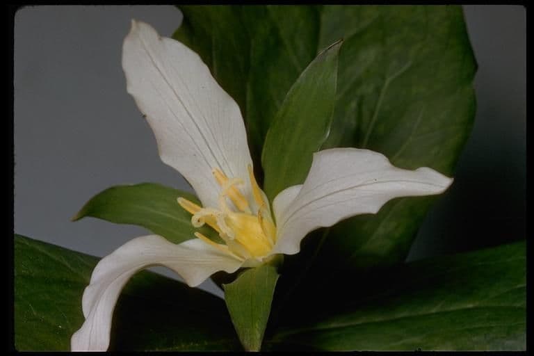 Trillium ovato 23