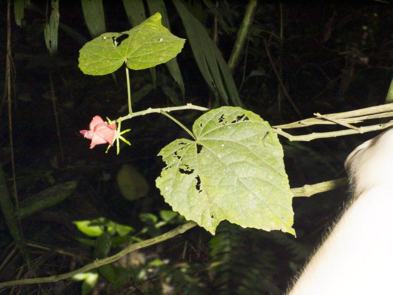 Malvaviscus 16