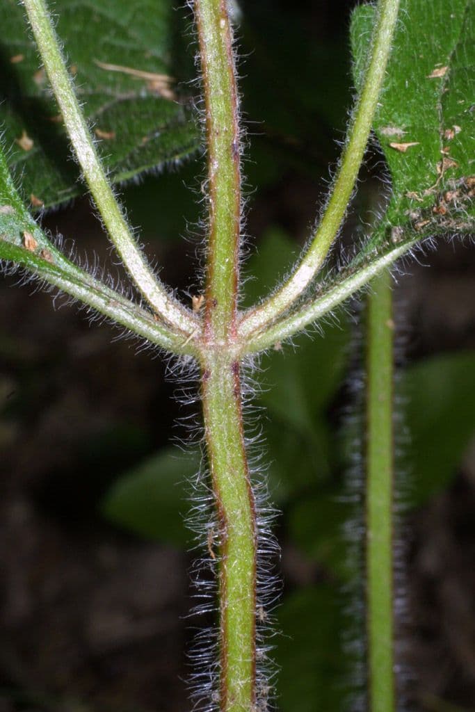 Scutellaria ovata 18