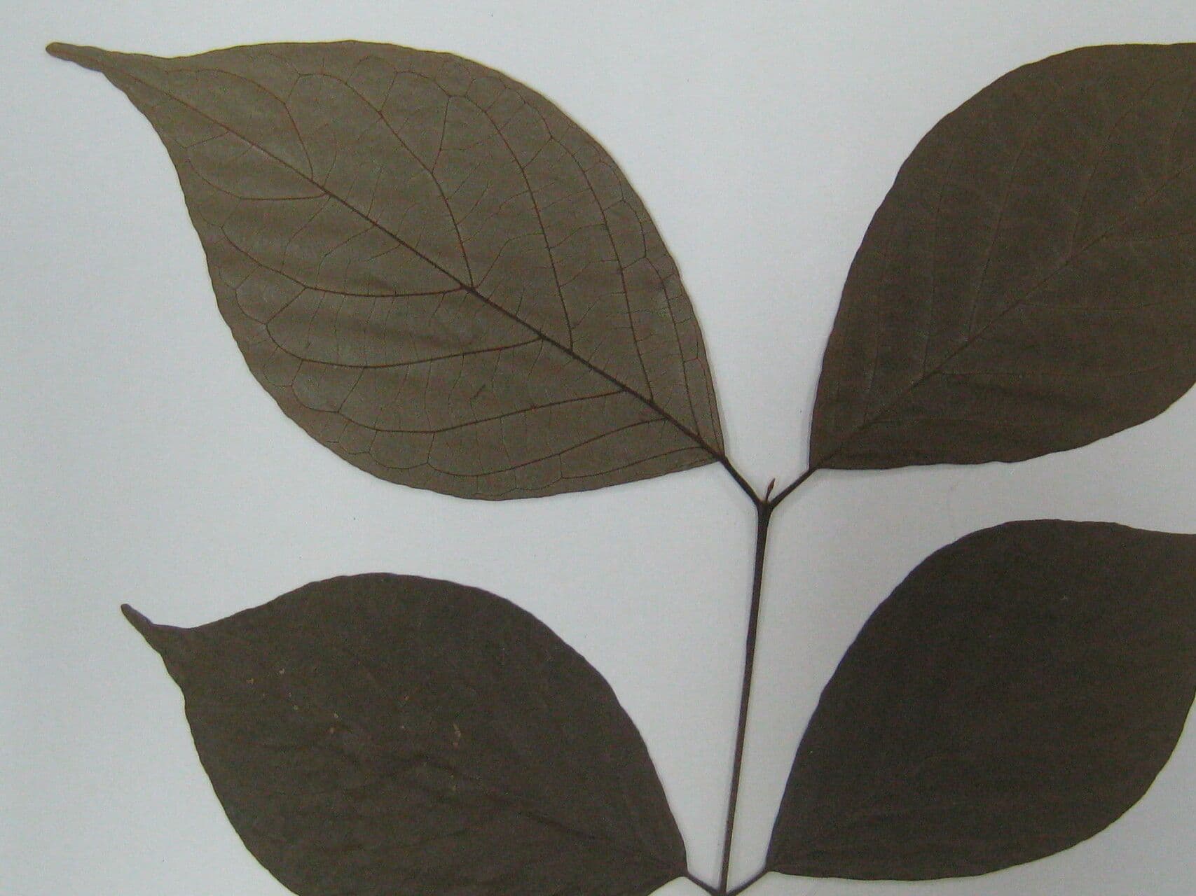 Campomanesia 7