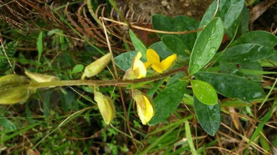 Crotalaria incana 6