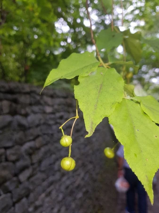 Euonymus oxyphyllus