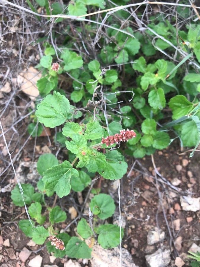 Acalypha monostachya 13