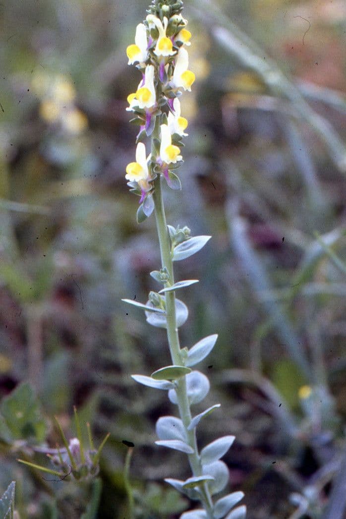 Linaria triphylla 16