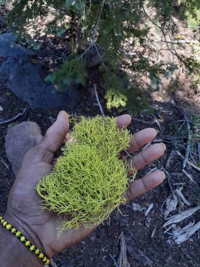 Callitriche eterofilla 2
