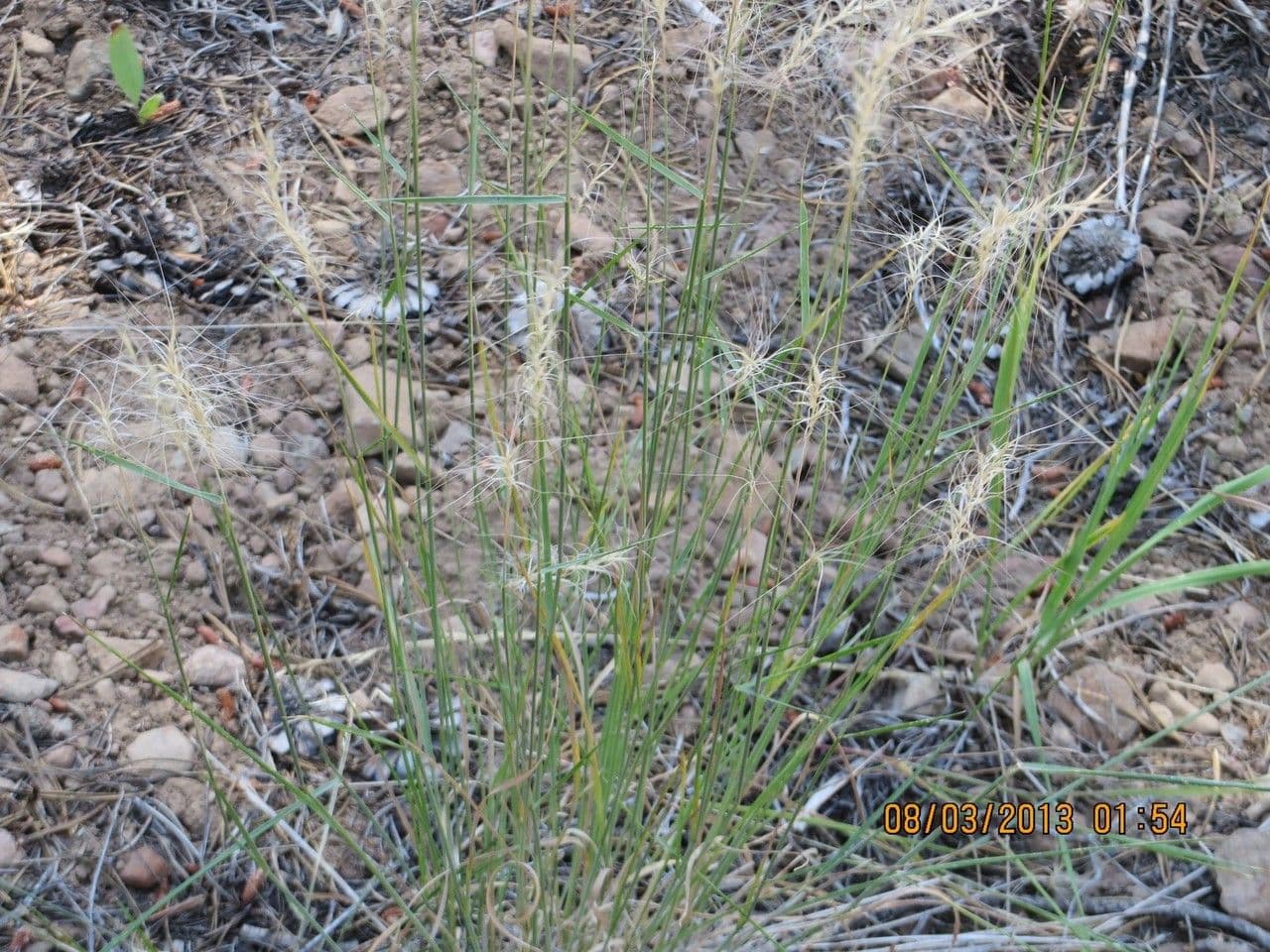 Elymus elymoides 4