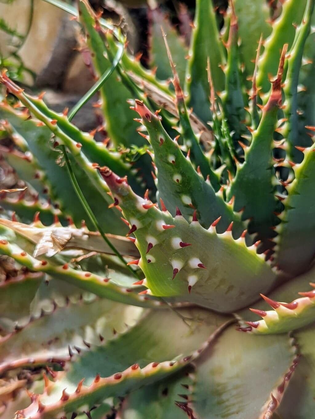 Aloe