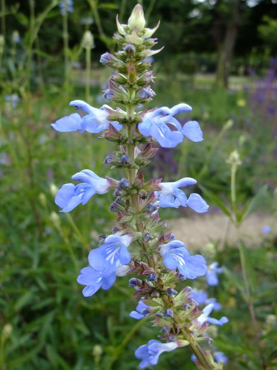 Bog sage 3