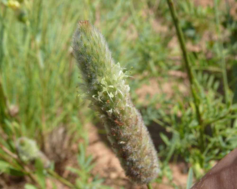 Dalea