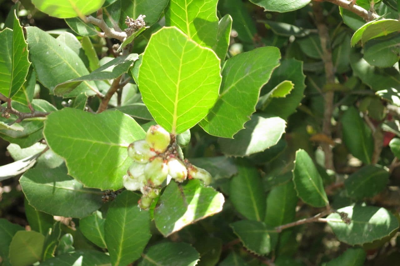 Sumac citronový 14
