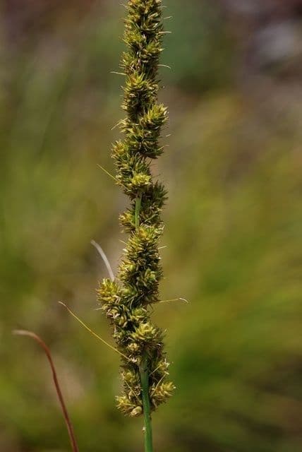 Carex vulpinoidea 4