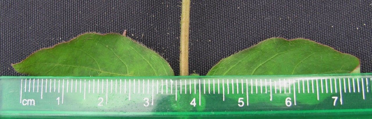 Cyathula prostrata 21