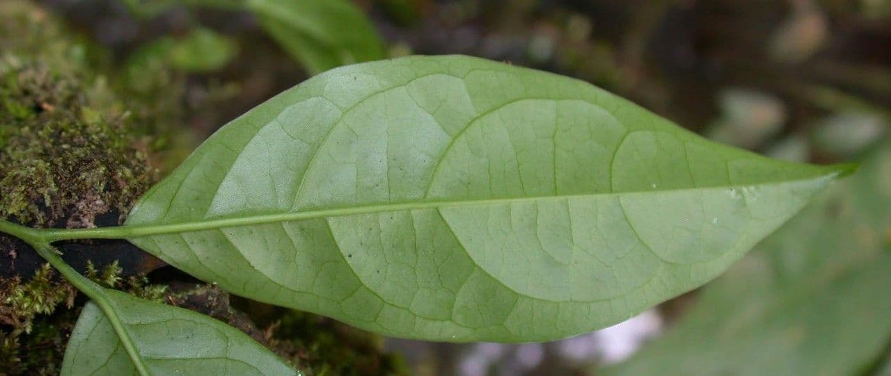 Anemopaegma 13