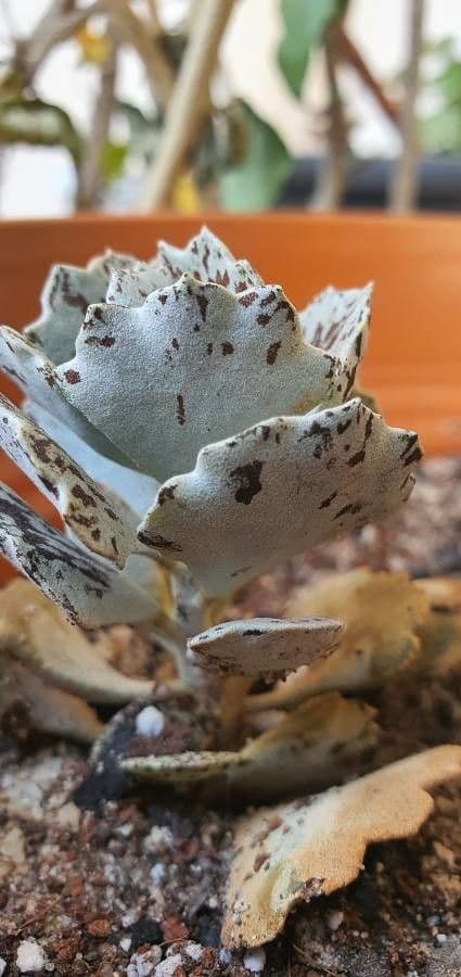 Kalanchoe romboidalna 9