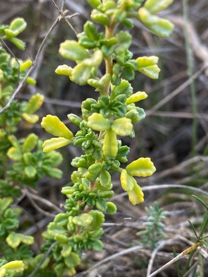 Ononide tridentata 16