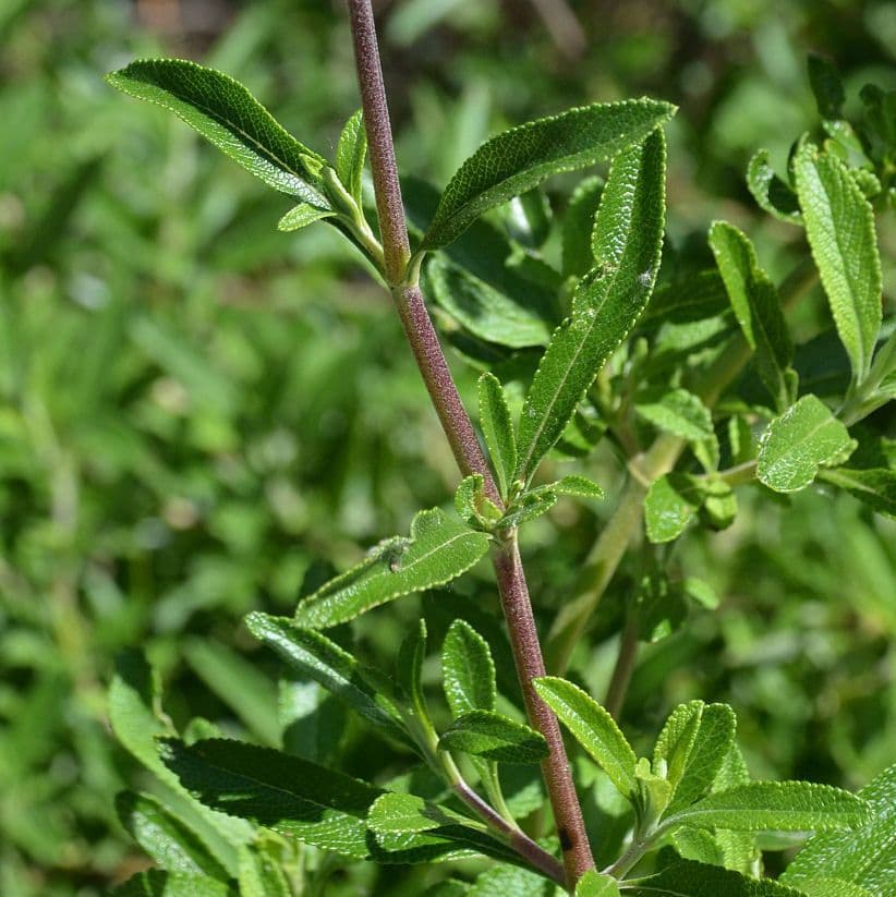 Schwarzer Salbei 22