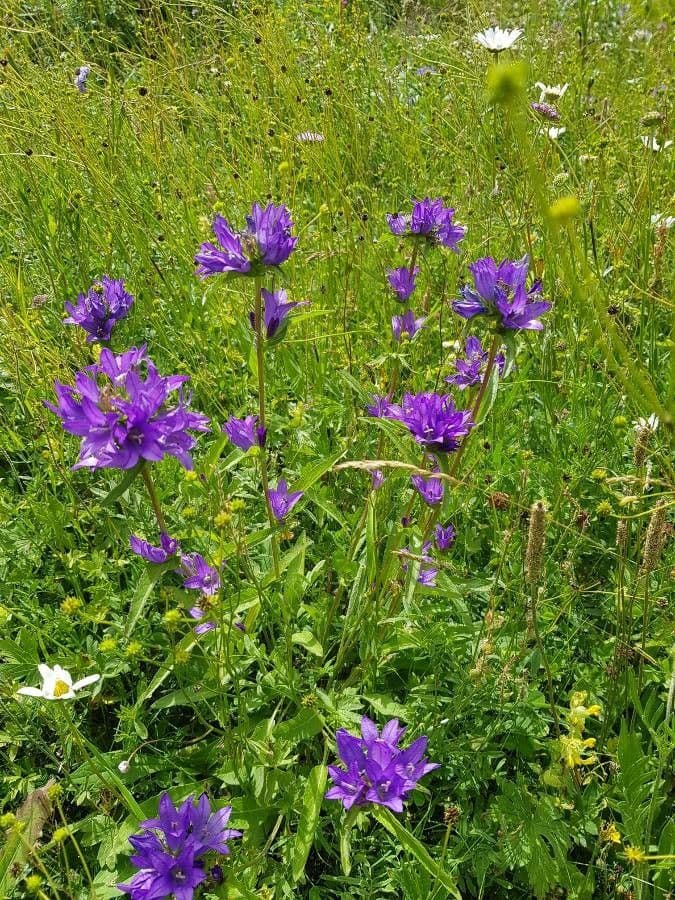 Campanula agglomerata 23