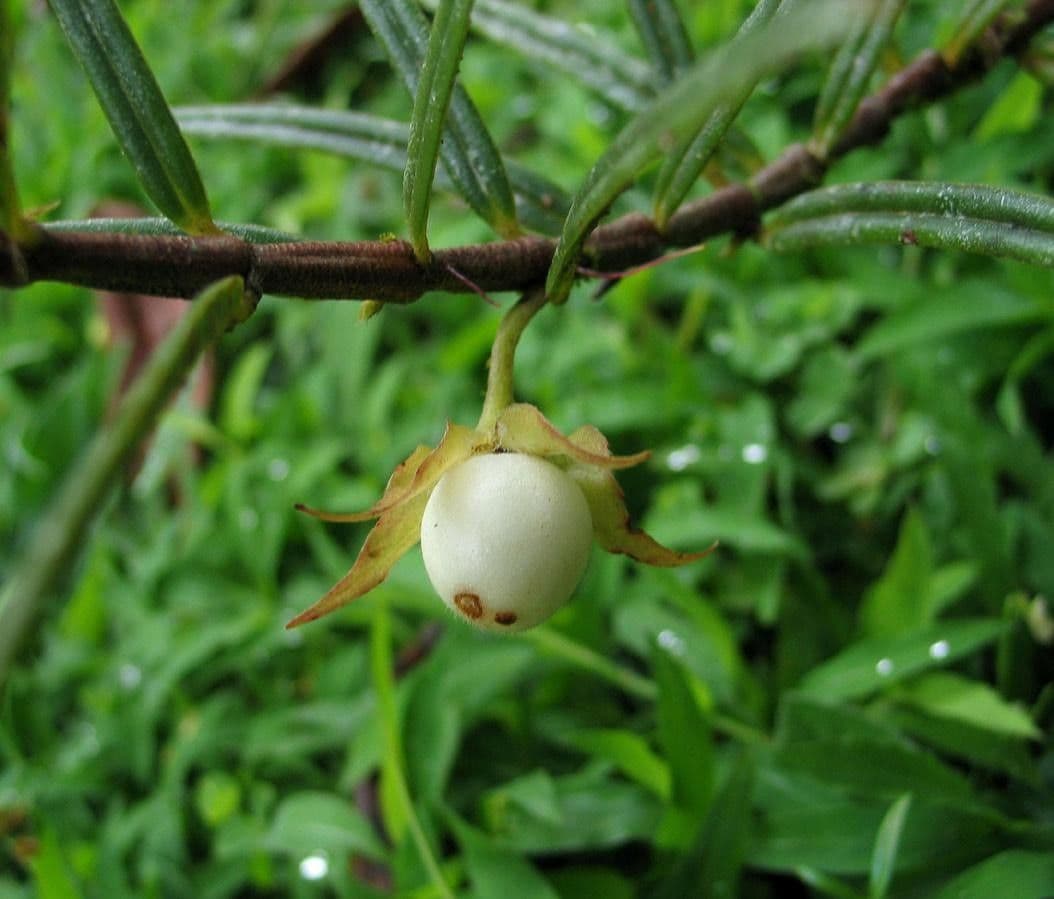 Columnea 3