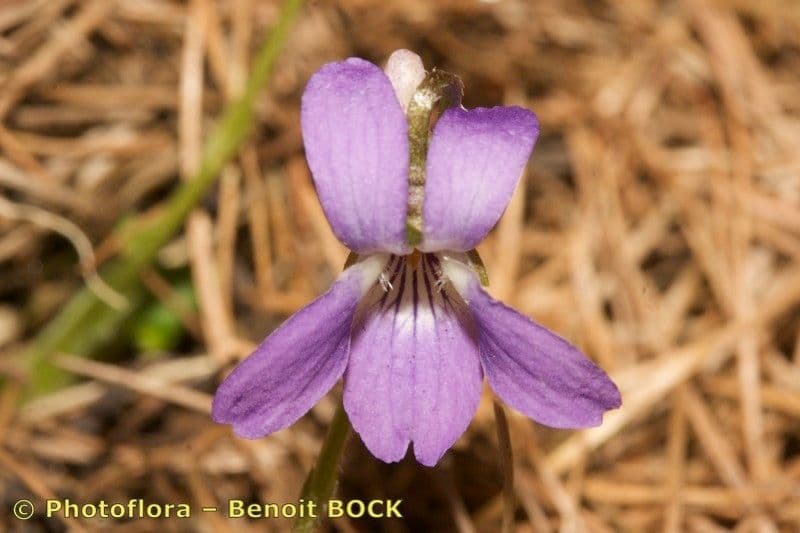 Viola dei colli