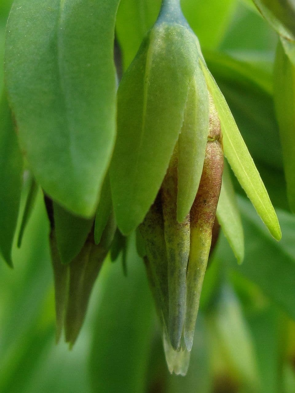 Cerinthe minor 5